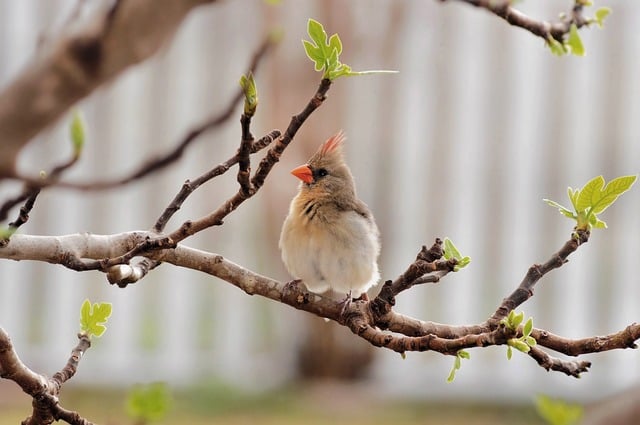 cardinal bird nature